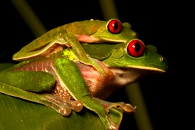 Red_Eyed_Tree_Frogs