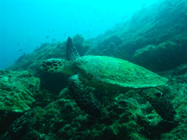 snorkeling