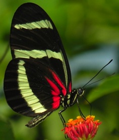 butterfly2