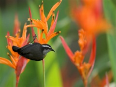 Bananaquit