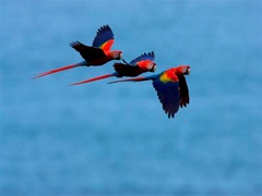 3_macaws_flying