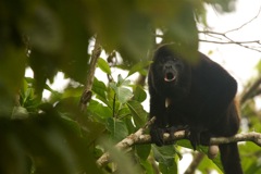 Howler-Monkey-Callingtif-(Custom)