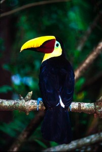 Toucan