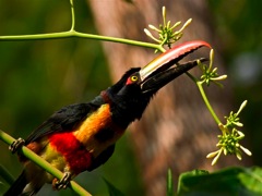 aracari